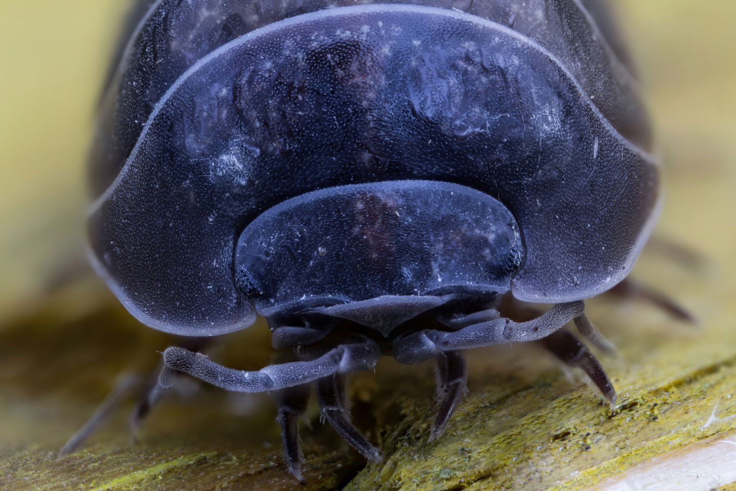 Armadillidiidae - Armadillidium sp.